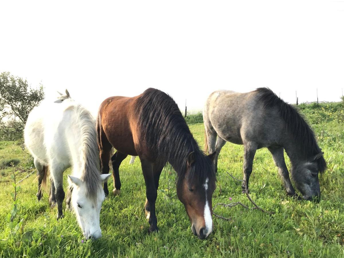 Vila Anna Beulah Farm Durbanville Exteriér fotografie