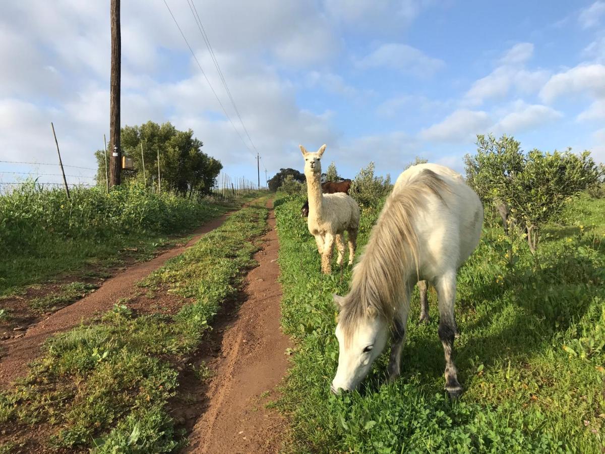 Vila Anna Beulah Farm Durbanville Exteriér fotografie