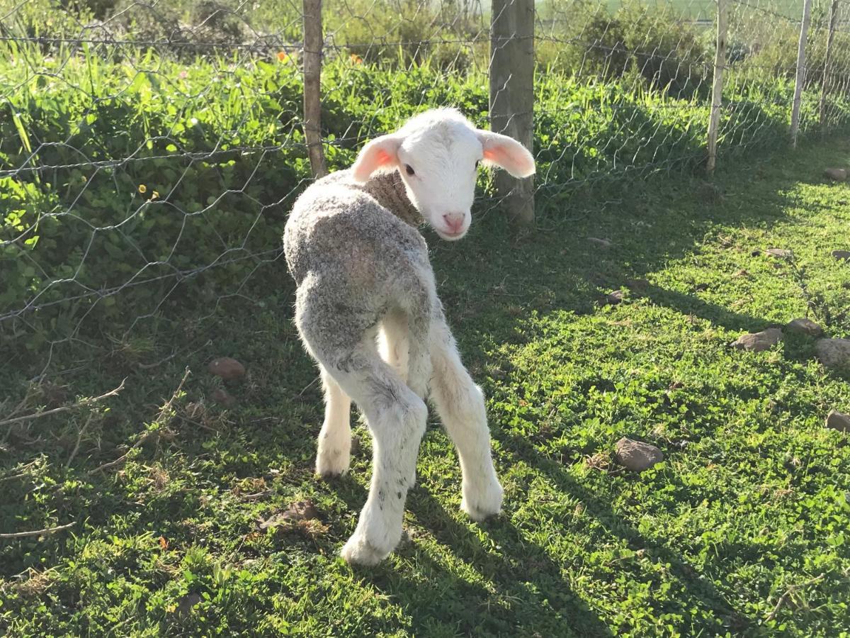 Vila Anna Beulah Farm Durbanville Exteriér fotografie