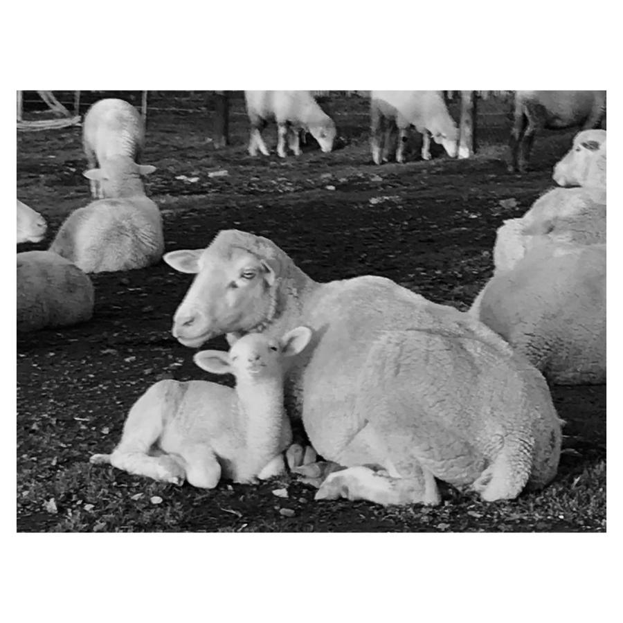 Vila Anna Beulah Farm Durbanville Exteriér fotografie