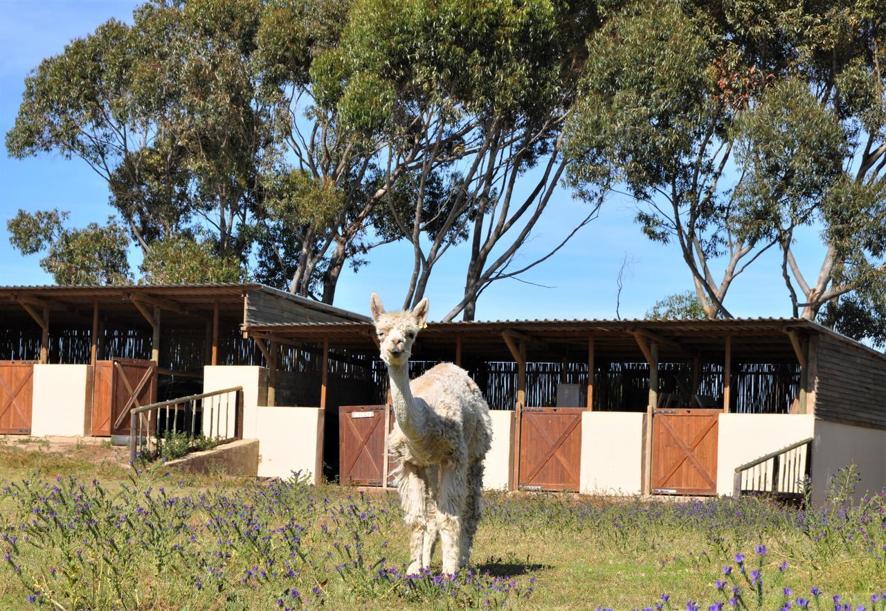 Vila Anna Beulah Farm Durbanville Exteriér fotografie